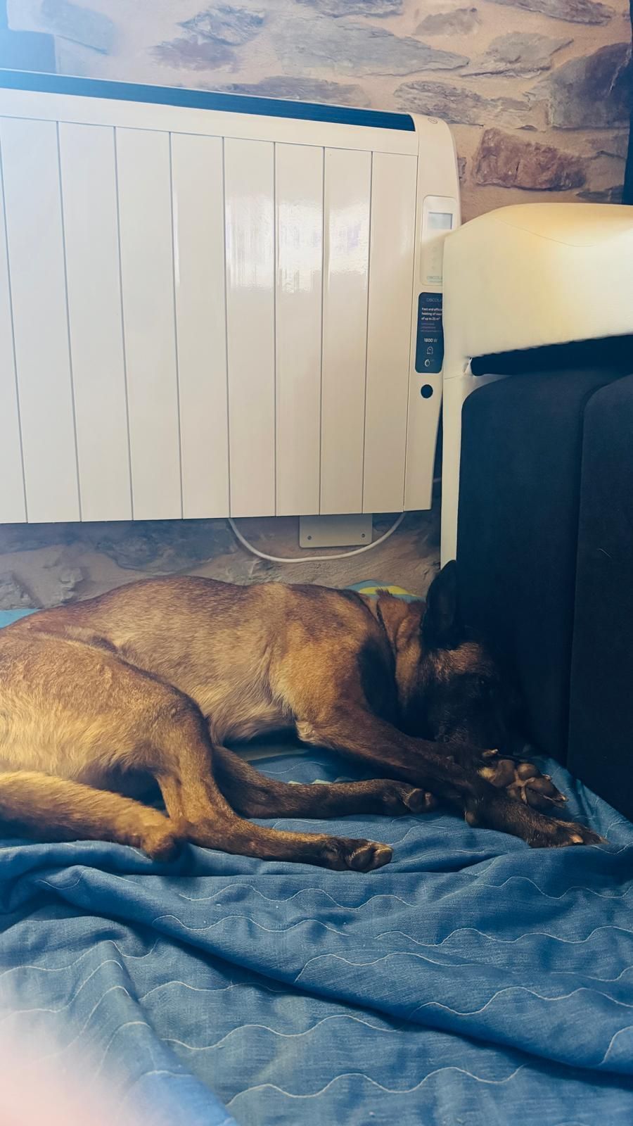 Un perro marrón duerme sobre una manta azul junto a un radiador blanco y un sofá negro.