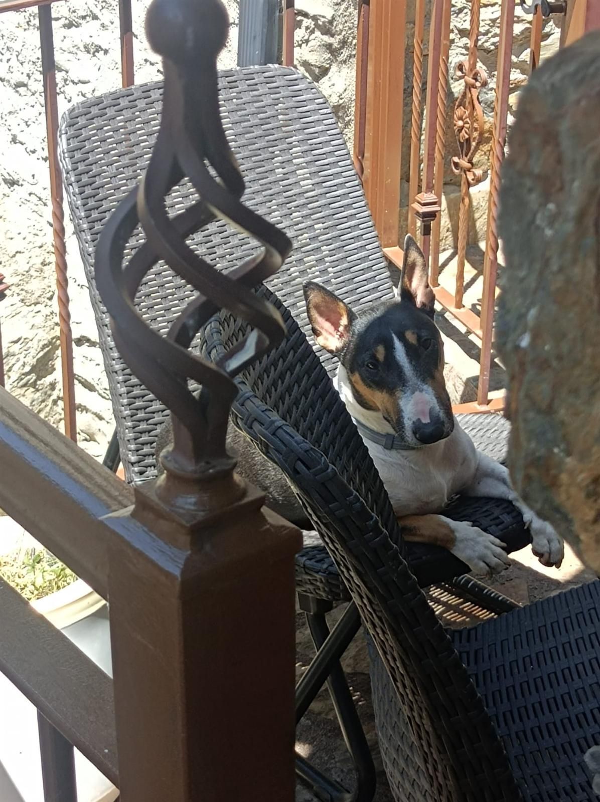 Un perrito descansa sobre una silla de mimbre en un porche junto a una barandilla de madera.