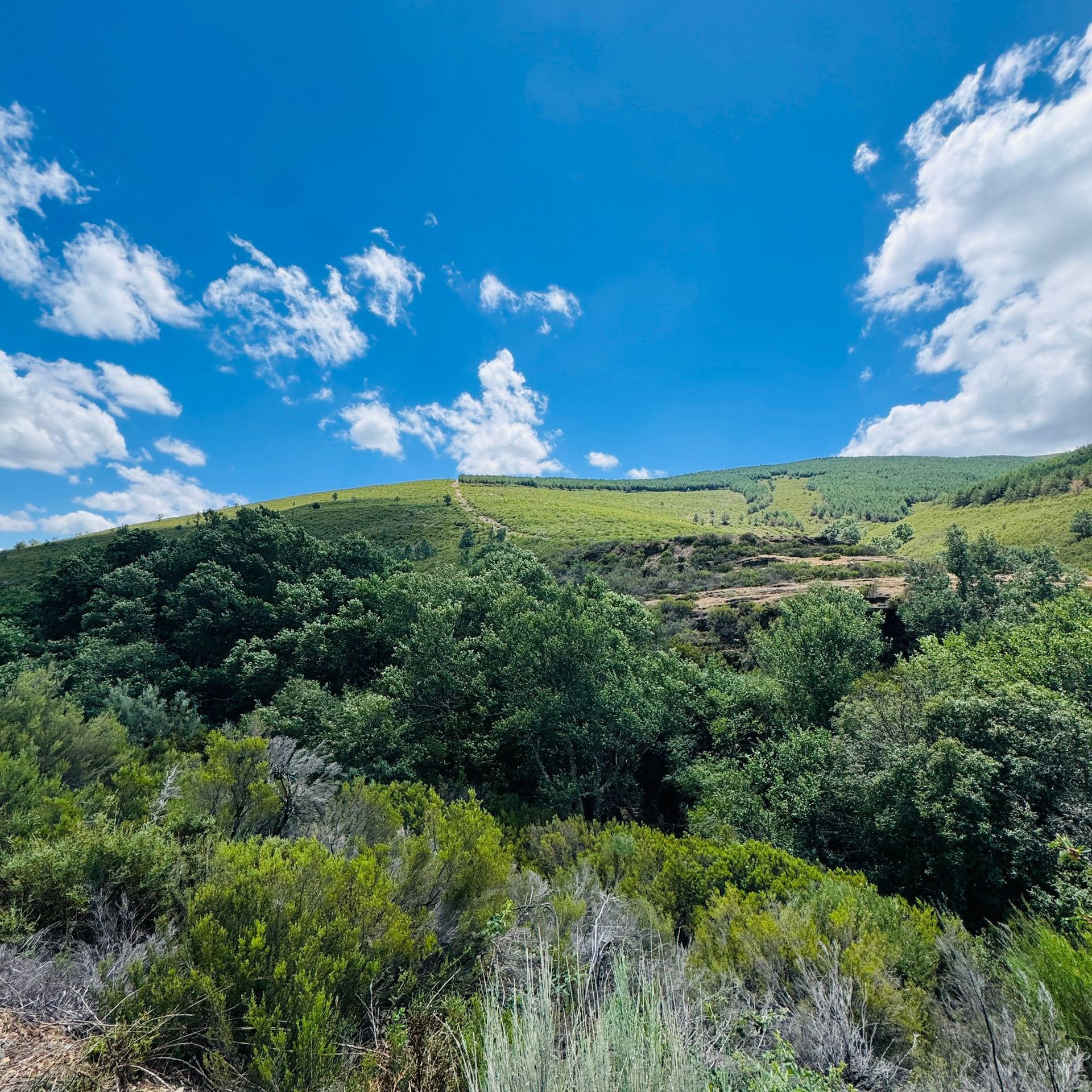 Ladera verde bajo un cielo azul brillante con nubes blancas dispersas y densos arbustos en primer plano.