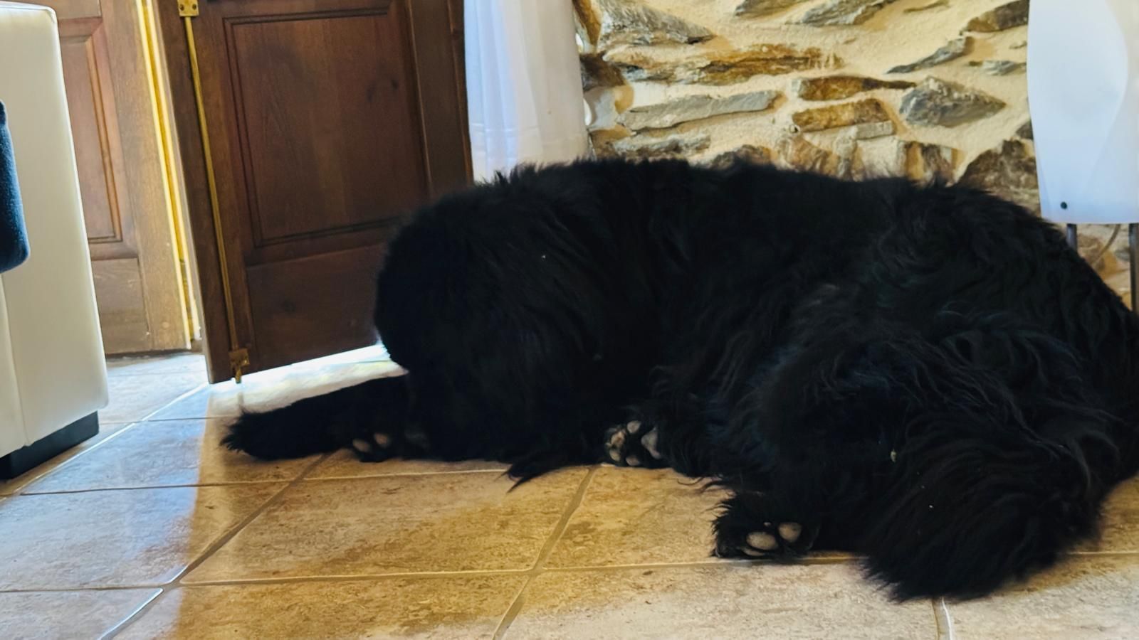 Un perro negro yace sobre un suelo de baldosas cerca de una puerta de madera y un muro de piedra.