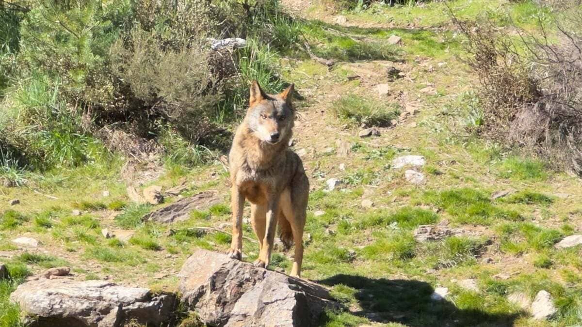 Un coyote permanece alerta sobre una roca en una ladera cubierta de hierba e iluminada por el sol.