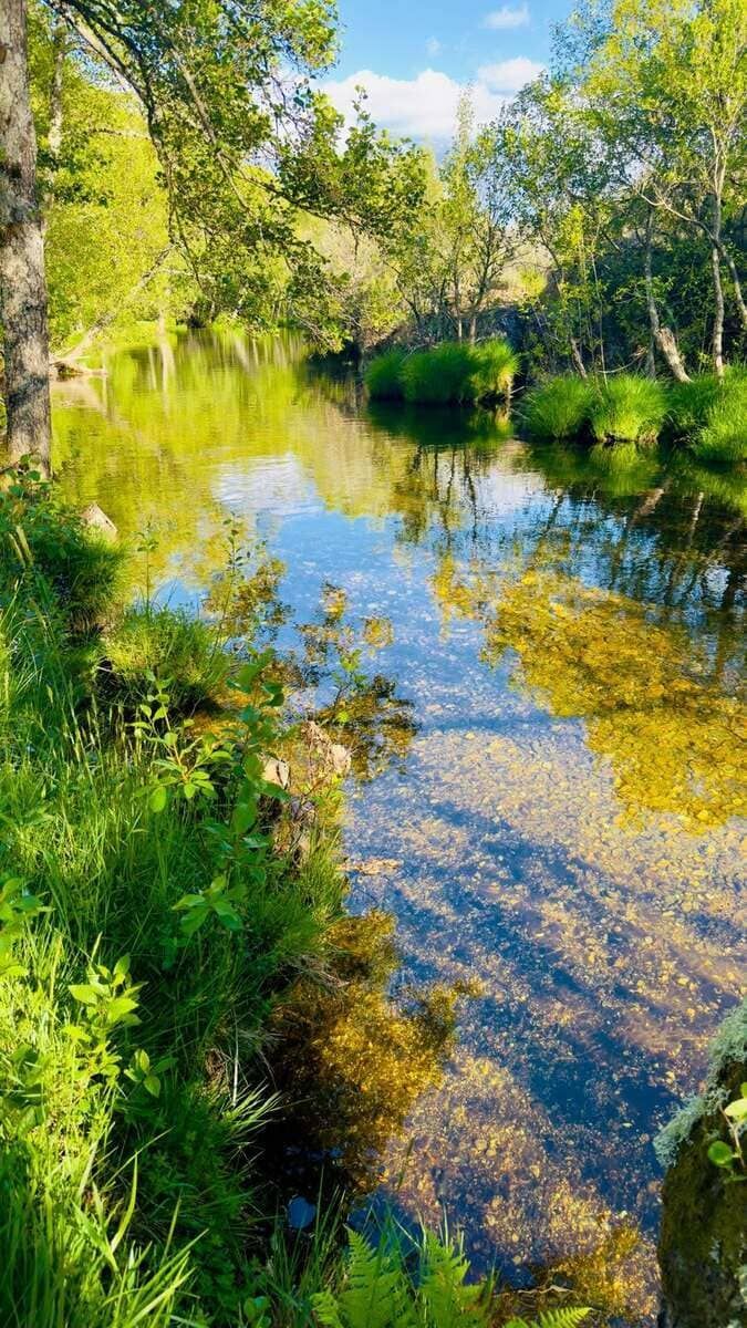 Arroyo boscoso iluminado por el sol que refleja los árboles verdes y el cielo azul.
