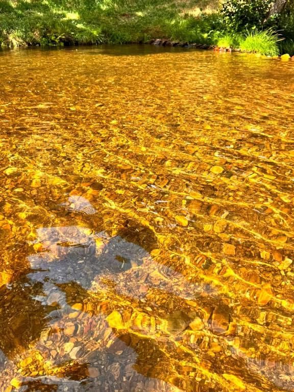 Arroyo dorado poco profundo con ondulaciones iluminadas por el sol y un borde rocoso bajo follaje verde.