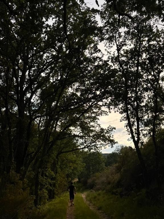 Una persona camina por un estrecho sendero forestal bajo árboles altos y frondosos.