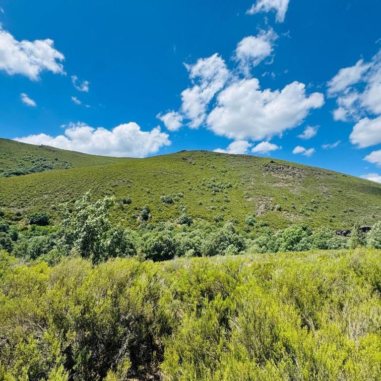 Ladera verde bajo un cielo azul brillante con nubes blancas dispersas y arbustos en primer plano.