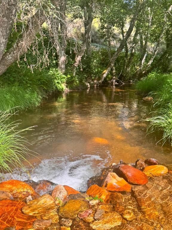 Arroyo poco profundo con rocas anaranjadas, hierba verde y árboles que se inclinan sobre el agua en un entorno boscoso.