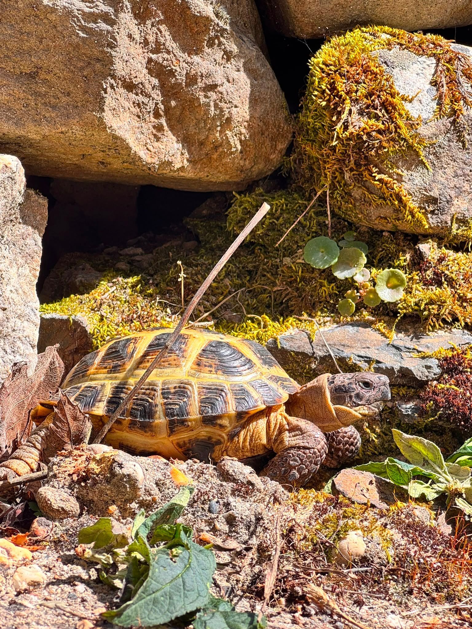 Tortuga pequeña en una zona rocosa y soleada con musgo y hojas verdes.