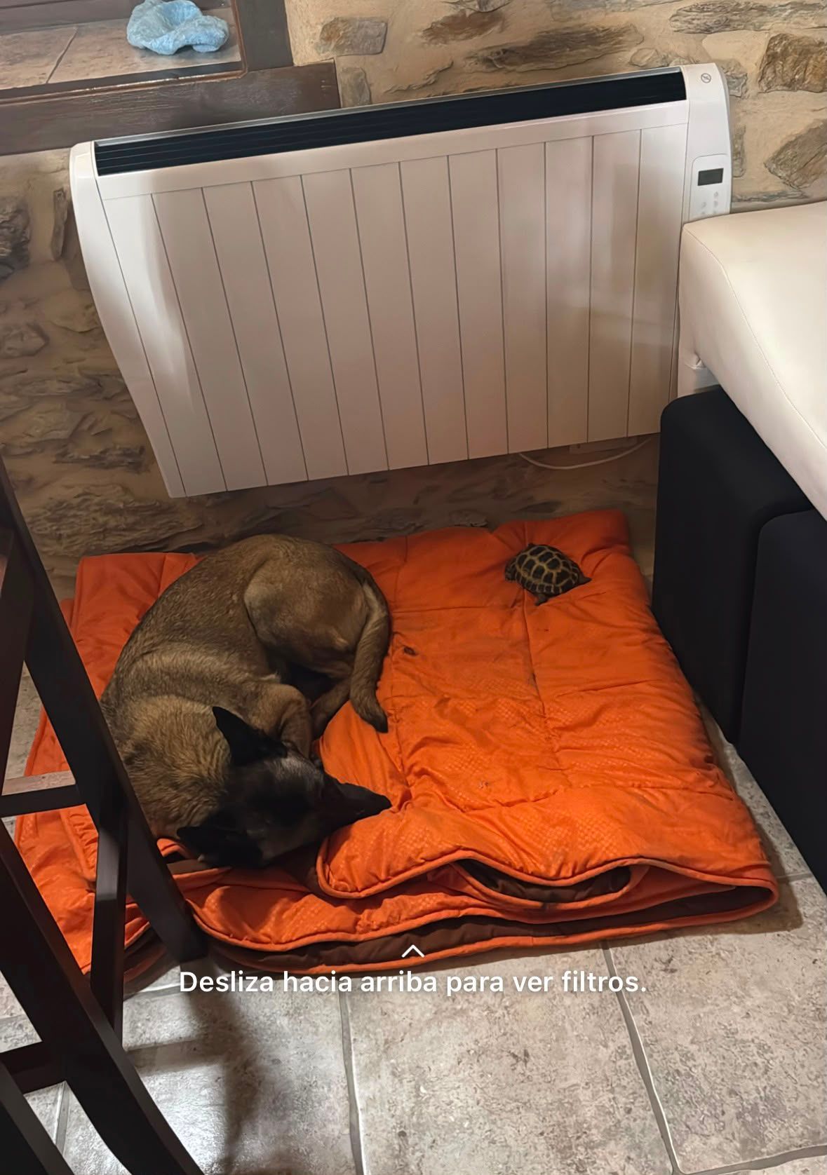 Dos gatos dormían acurrucados sobre una manta naranja junto a un calefactor de pared.