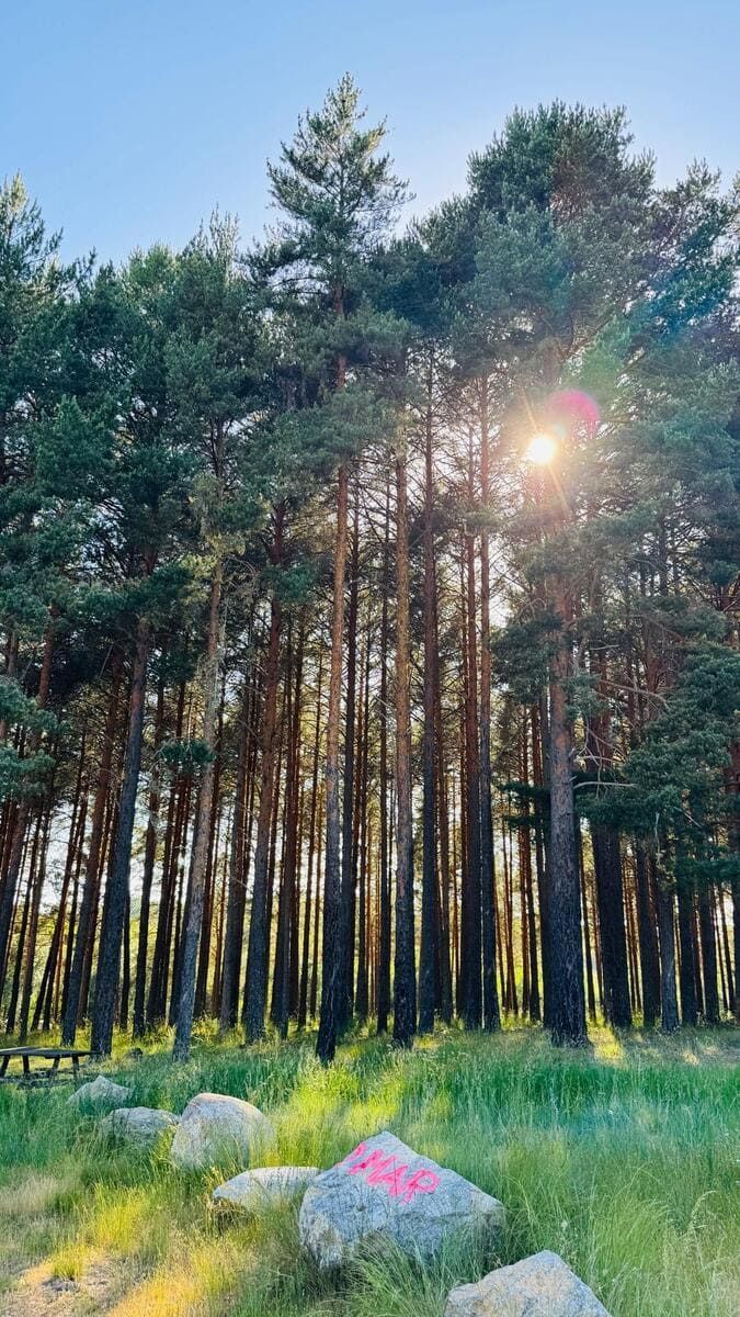 Bosque de pinos iluminado por el sol con árboles altos, hierba verde y rocas en primer plano.