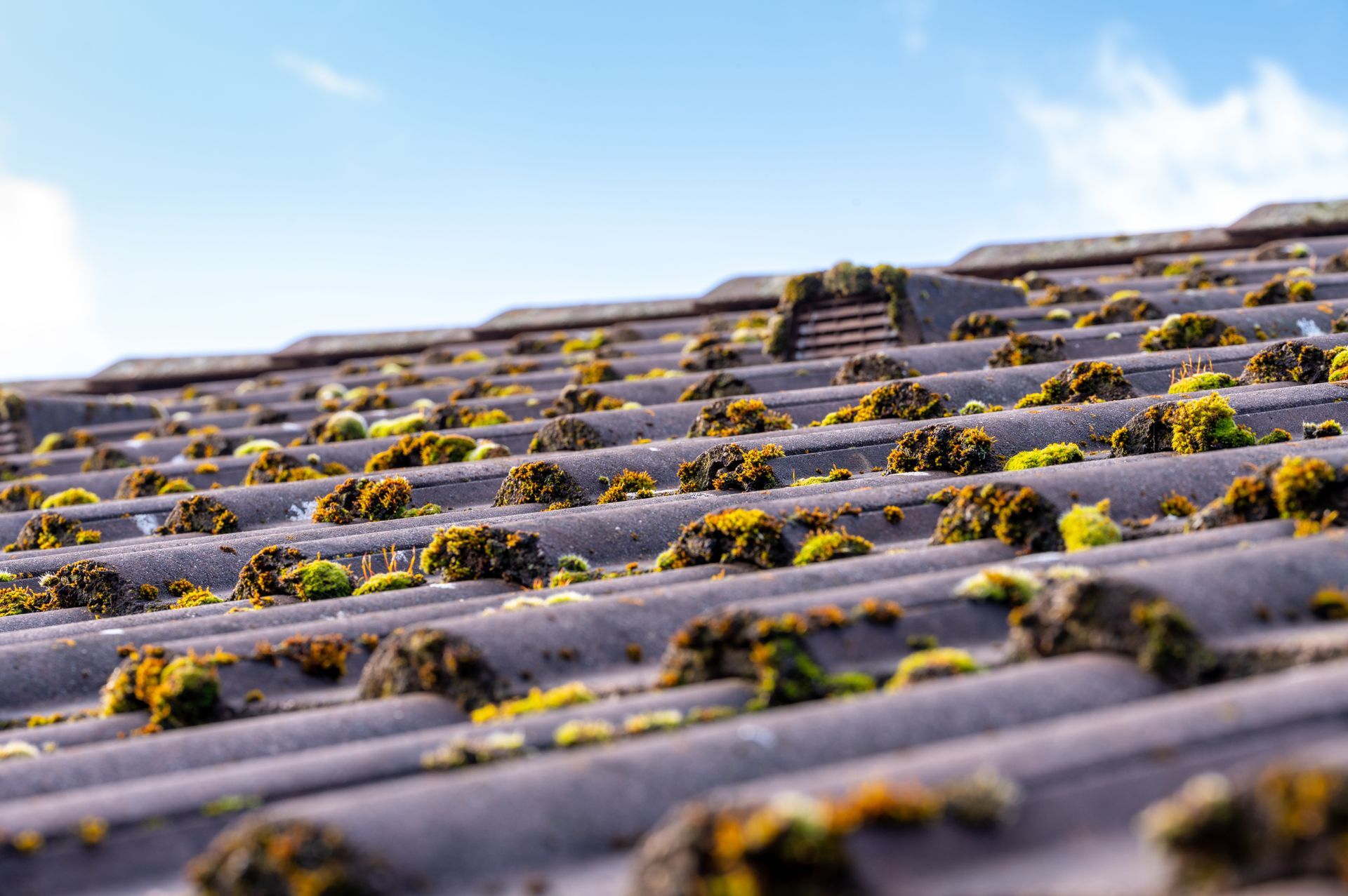 Tuiles grises recouvertes de mousse