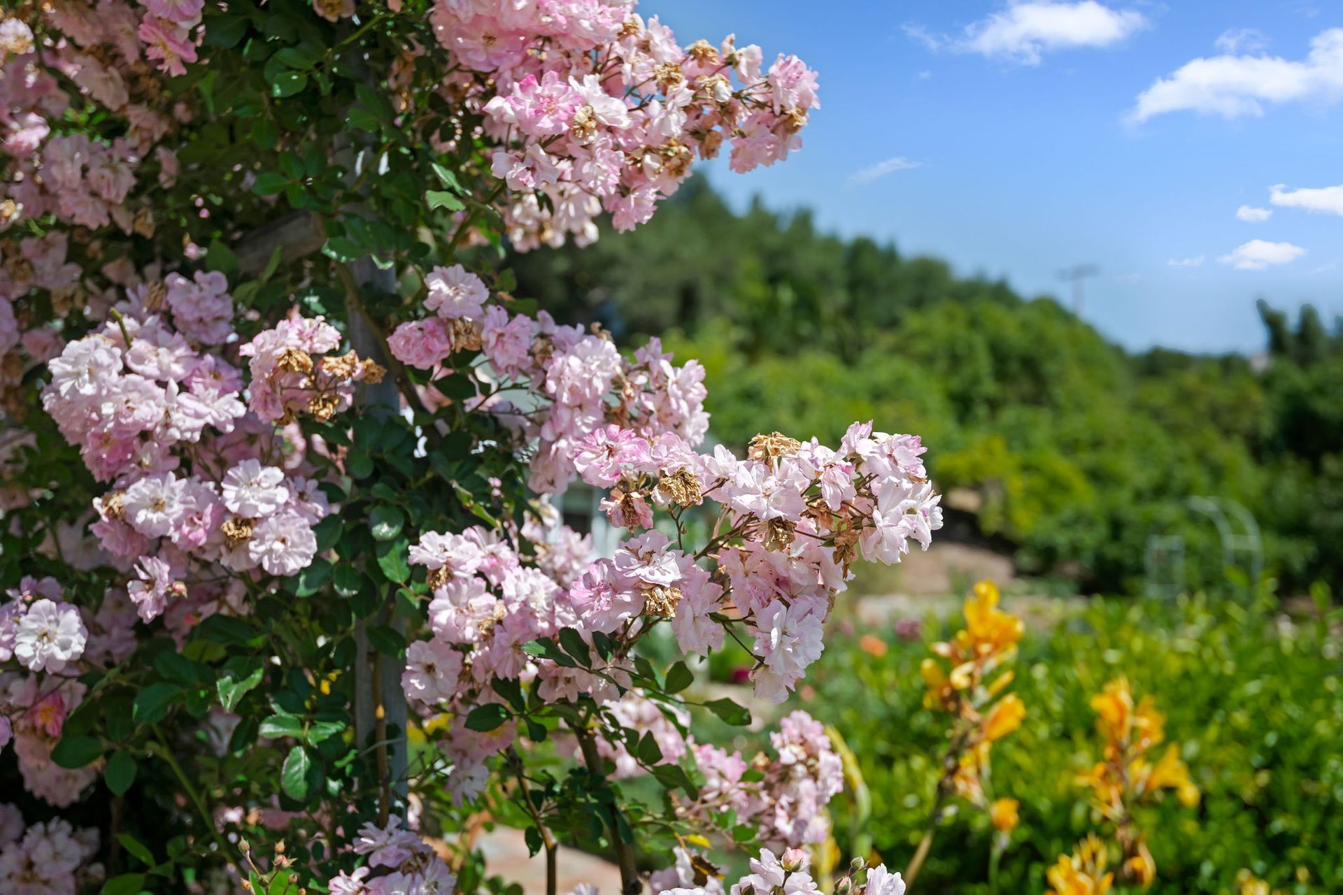 Pink blossoms in the foreground with a sunny green garden and blue sky in the background
