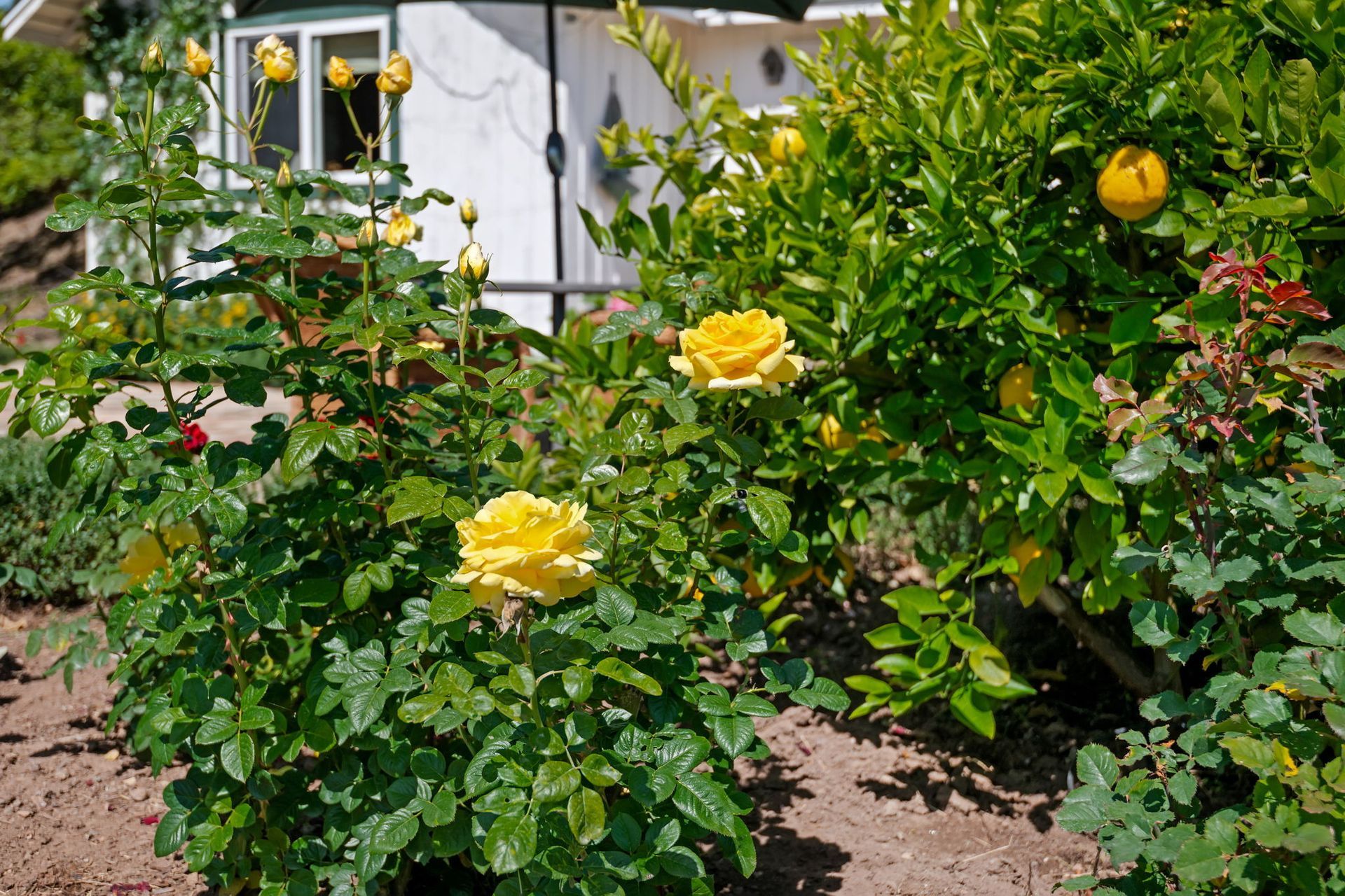 Yellow roses blooming in a garden beside a house window