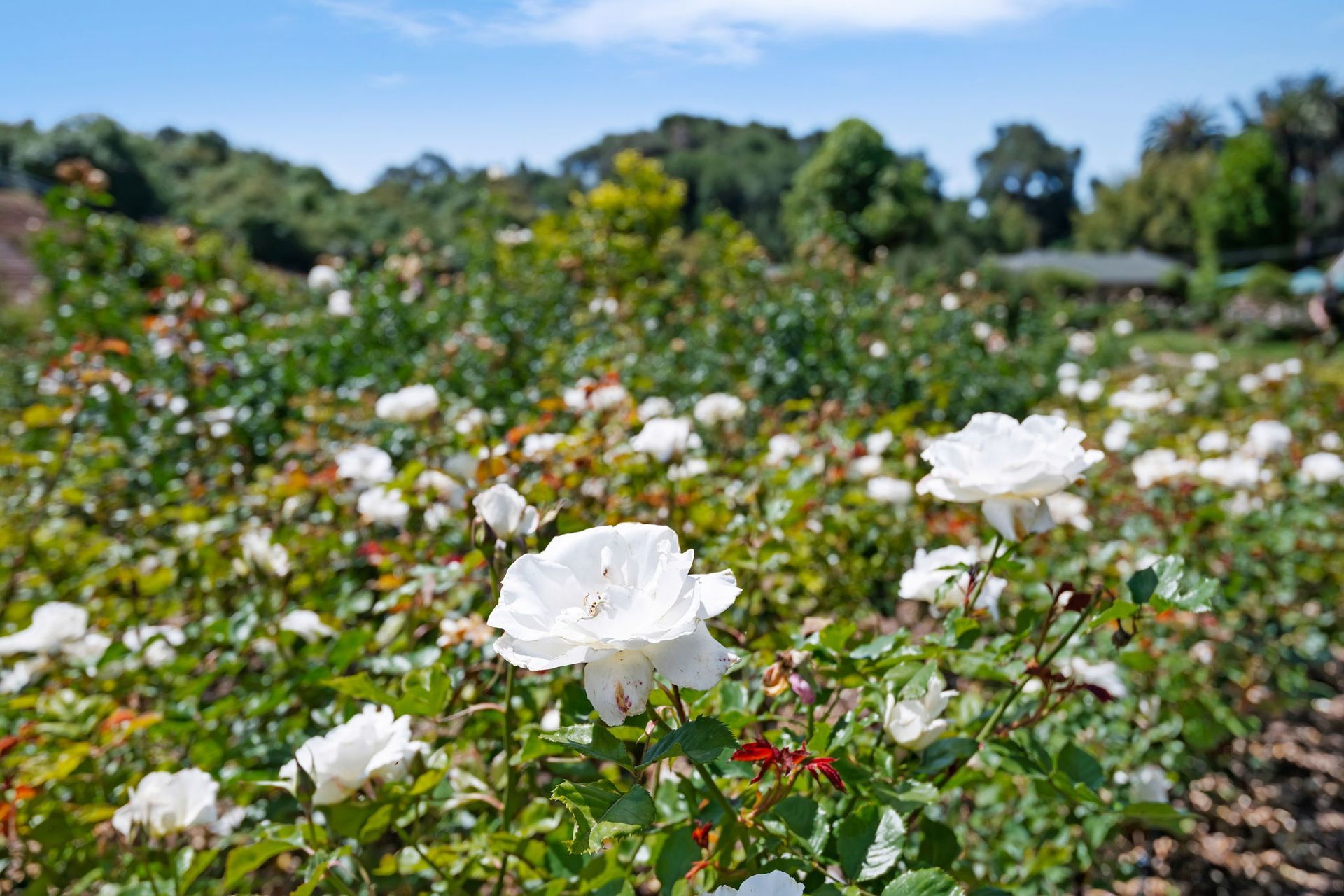 White roses blooming in a sunny garden with green foliage and blurred trees in the background