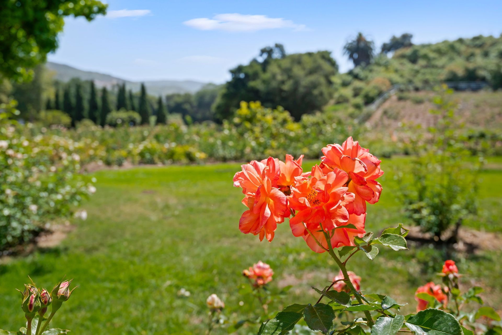 Orange flowers blooming in a sunny garden with green lawn and distant trees