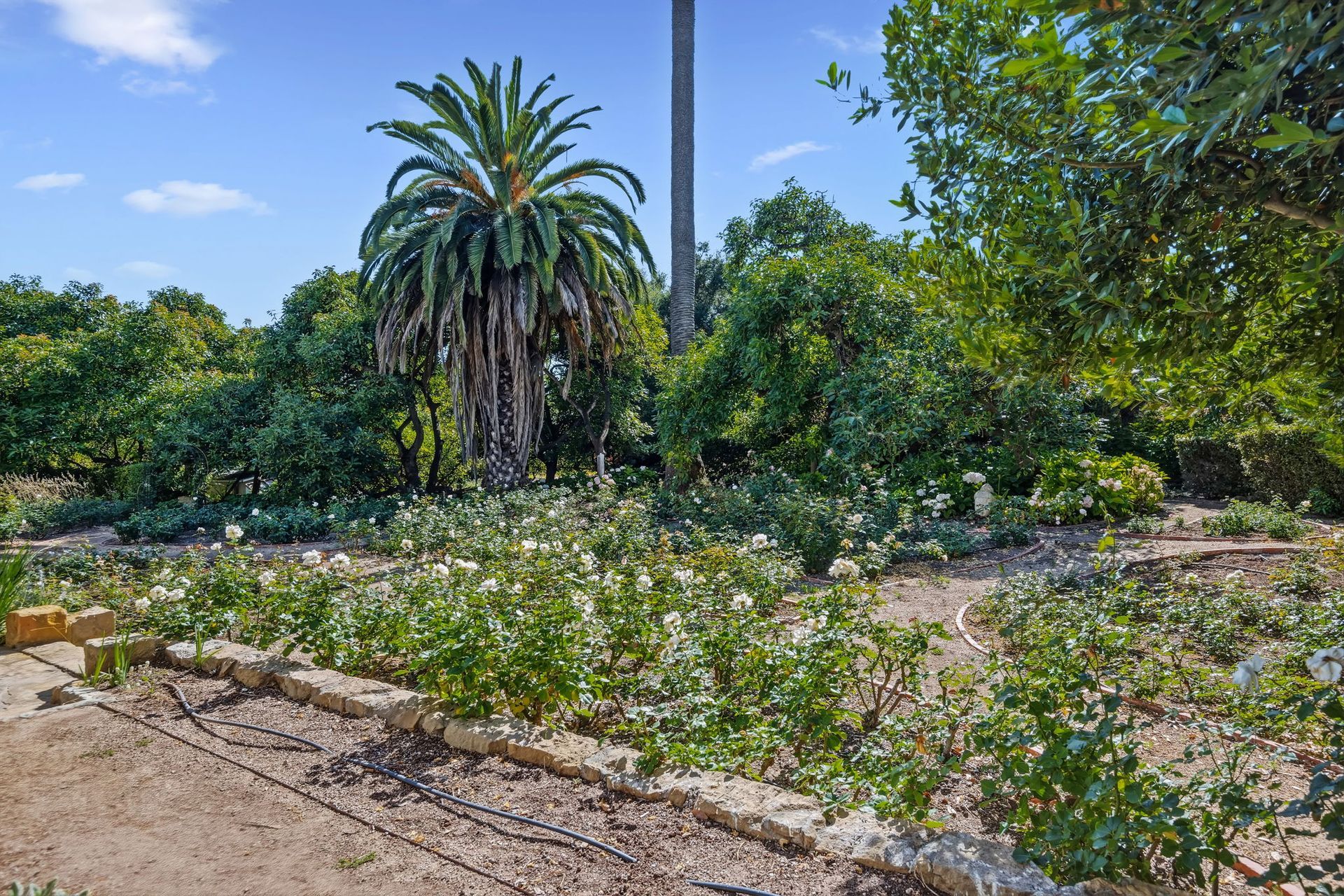 Overgrown garden with a palm tree, flowering ground cover, and a paved path under a blue sky