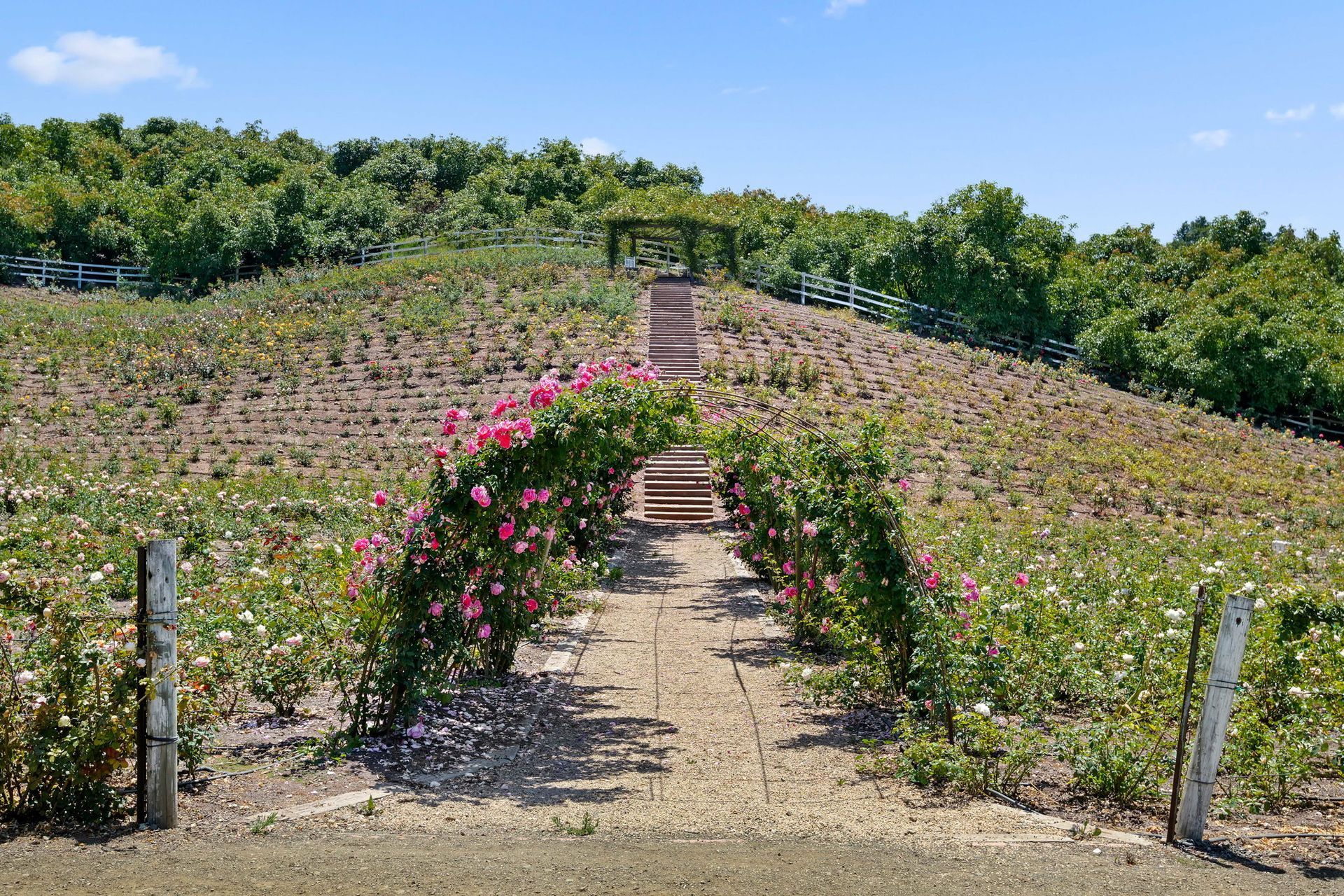 Flower-lined dirt path through a vineyard on a sunny hillside