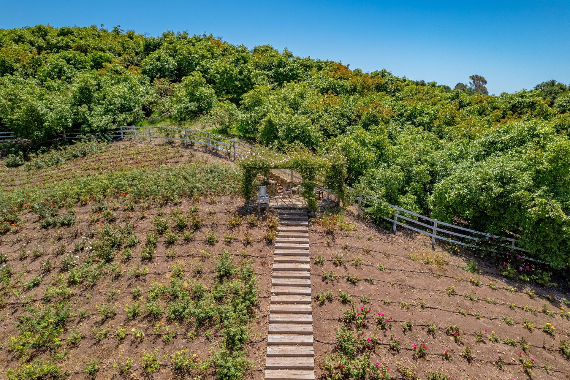 Wooded hillside with a narrow stairway leading up a planted slope under a clear sky