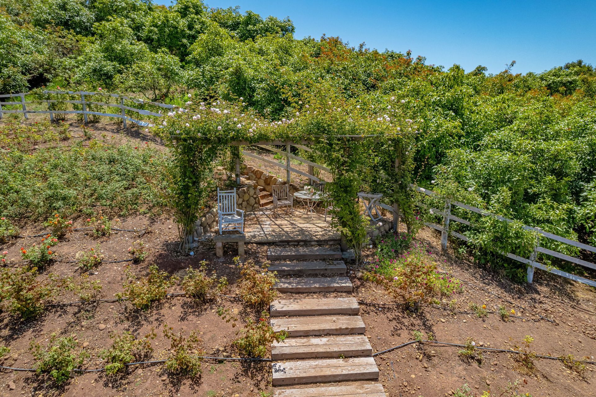 Wooden steps leading up a vine-covered pergola on a sunny hillside garden path