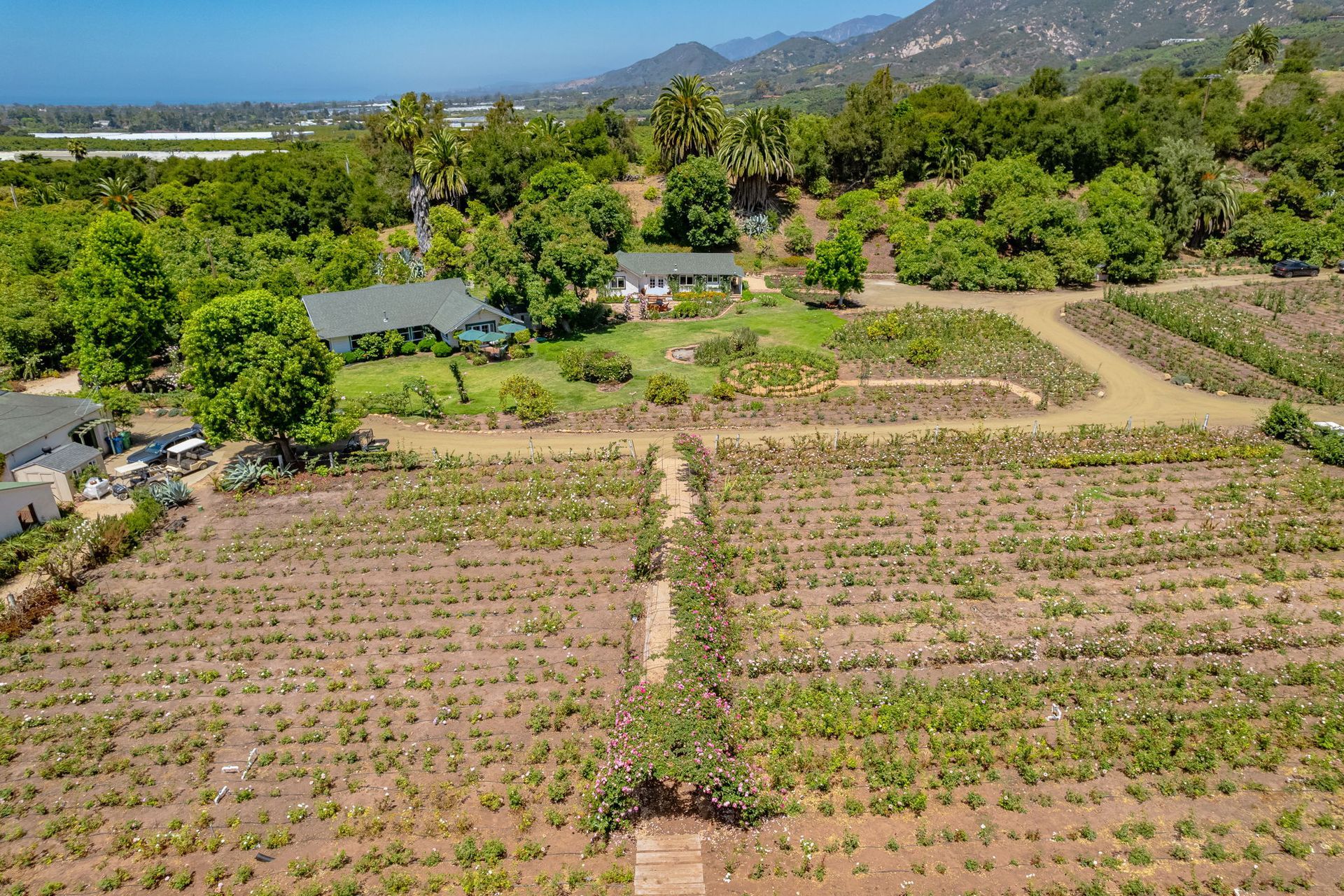 Aerial view of a vineyard with rows of grapevines, surrounding trees, and mountains in the background