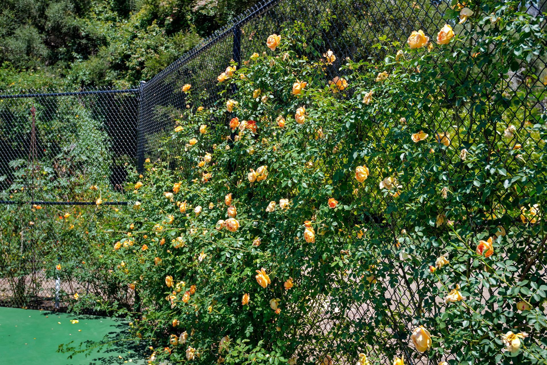 Orange blossoms on a dense green shrub beside a fenced garden path