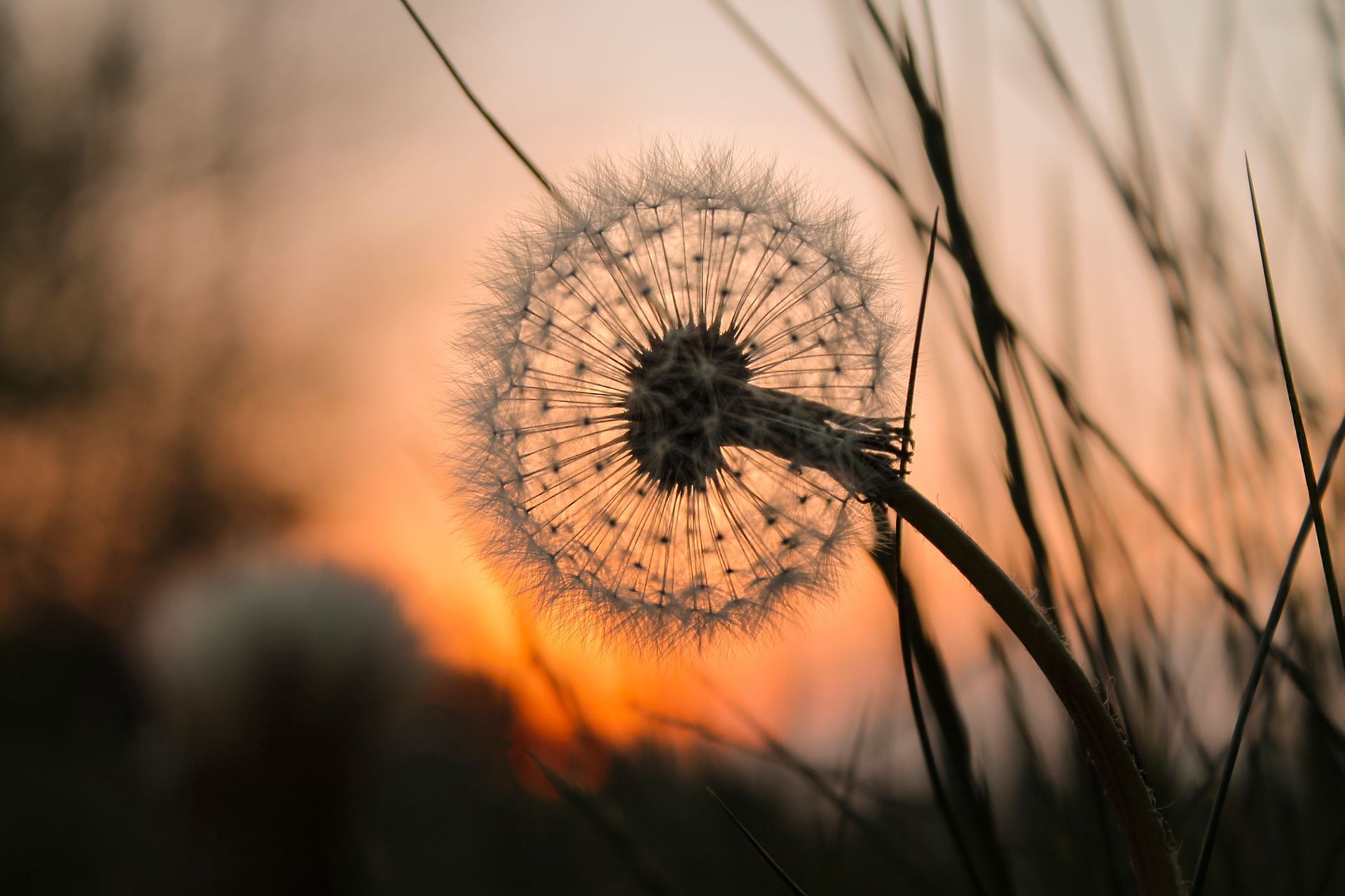 Tête de graine de pissenlit rétroéclairée par un coucher de soleil chaud, se découpant sur un ciel orange et jaune.