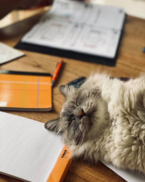 Un chat dort paisiblement sur un bureau en bois, au milieu de cahiers ouverts et d'un stylo.
