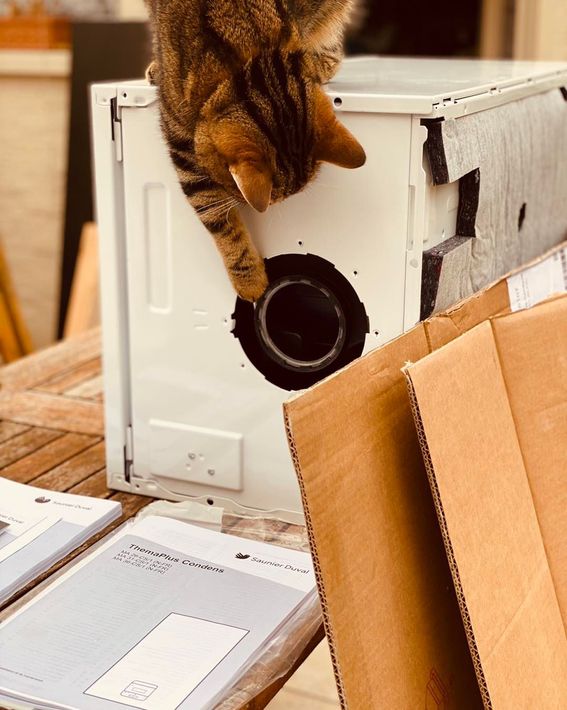 Un chat tigré glisse une patte dans un trou noir sur le côté d'un objet blanc en forme de boîte, près de feuilles de carton.
