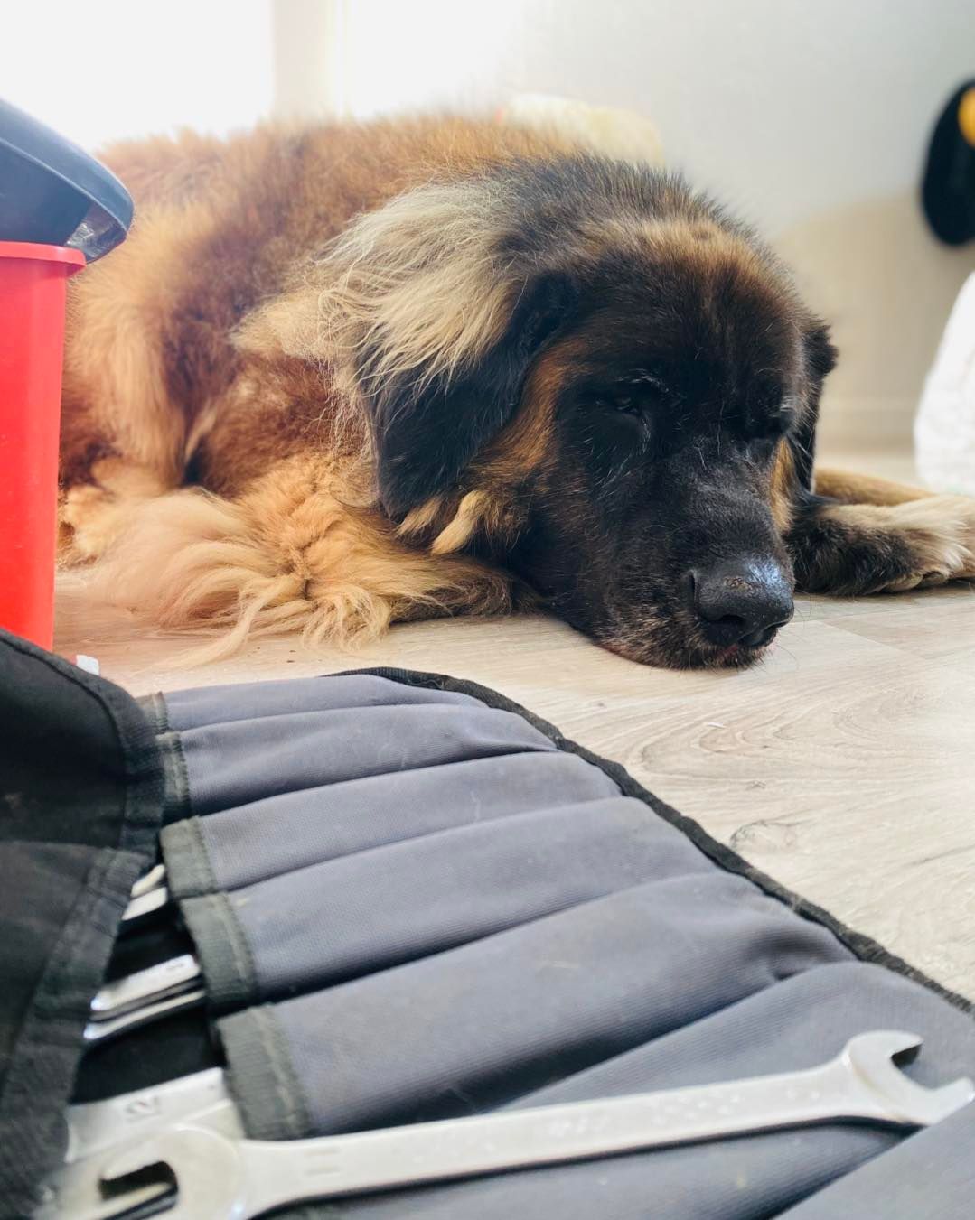 Un chien est allongé sur un sol clair près d'une trousse à outils contenant plusieurs clés plates.