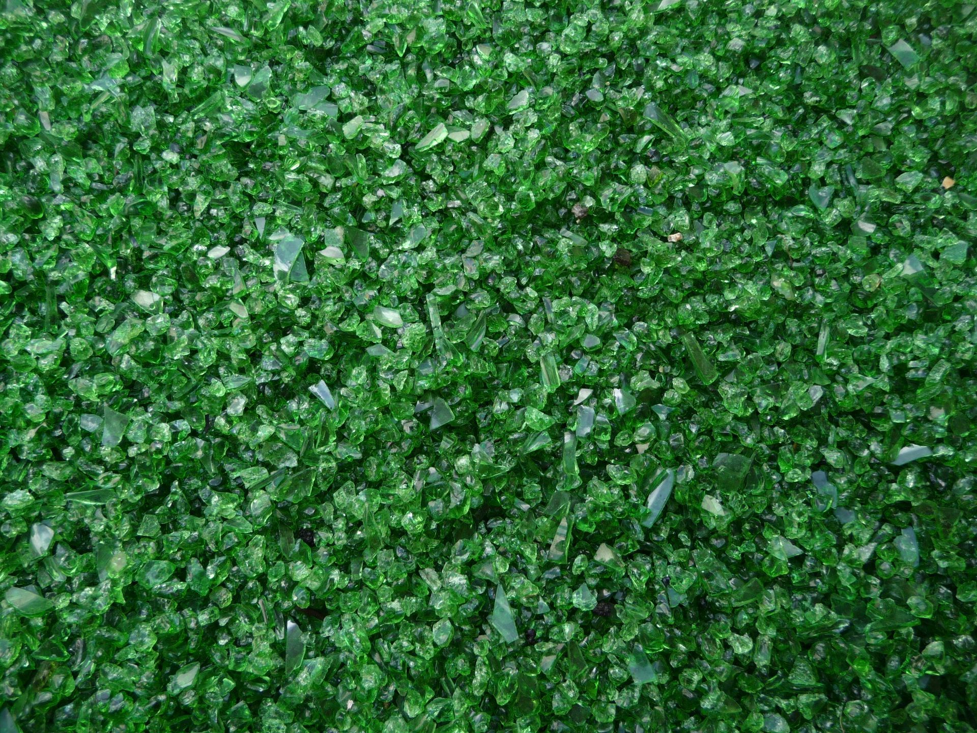 Gros plan sur un feuillage vert dense recouvrant le sol