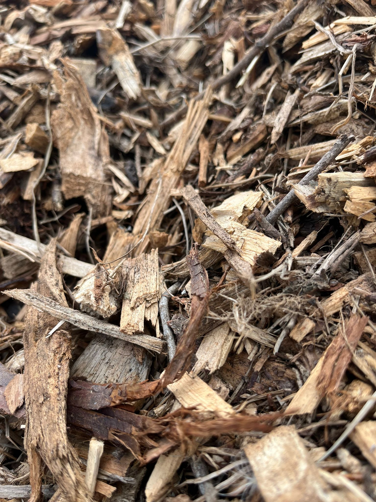Gros plan sur des copeaux de bois bruns et du paillis recouvrant le sol.