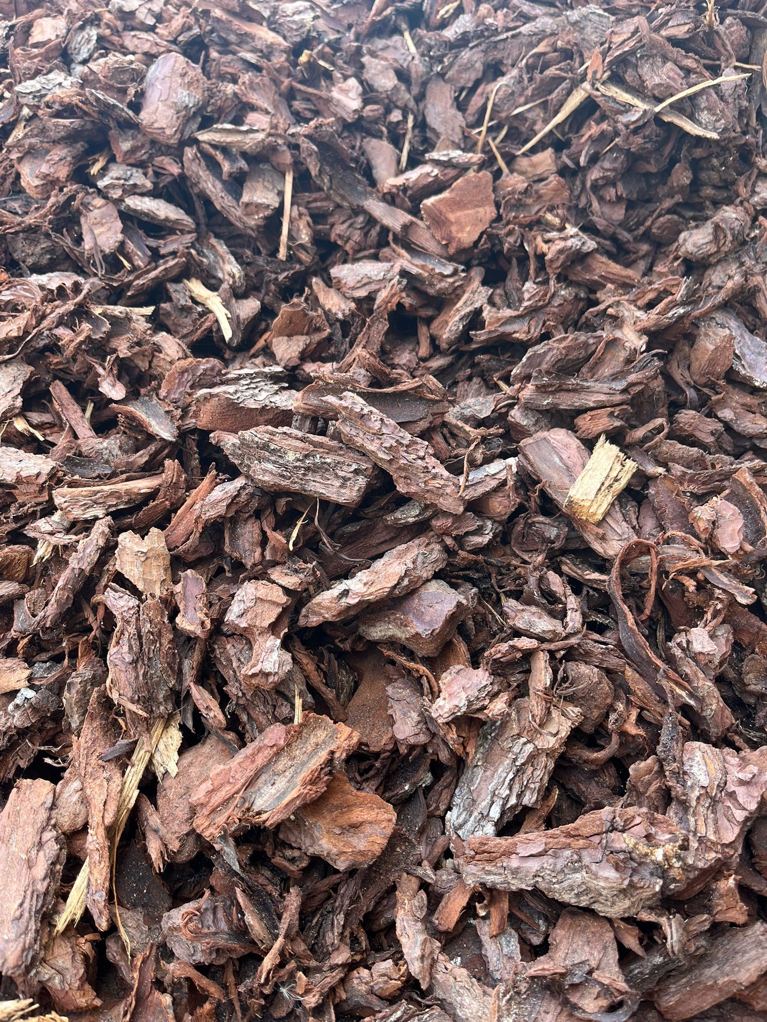 Des morceaux de paillis d'écorce brune recouvrent le sol