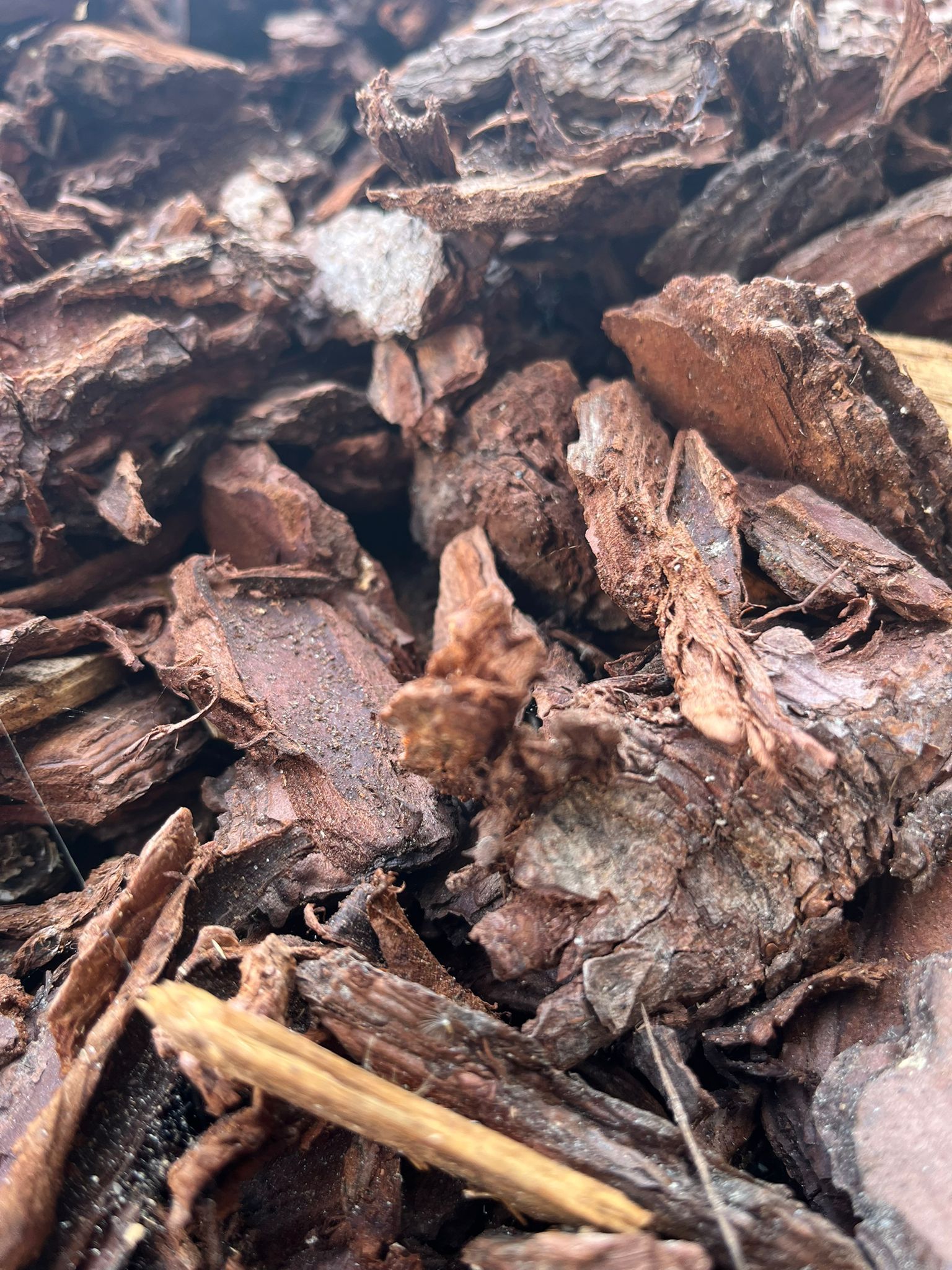 Des morceaux de paillis d'écorce brune recouvrent le sol