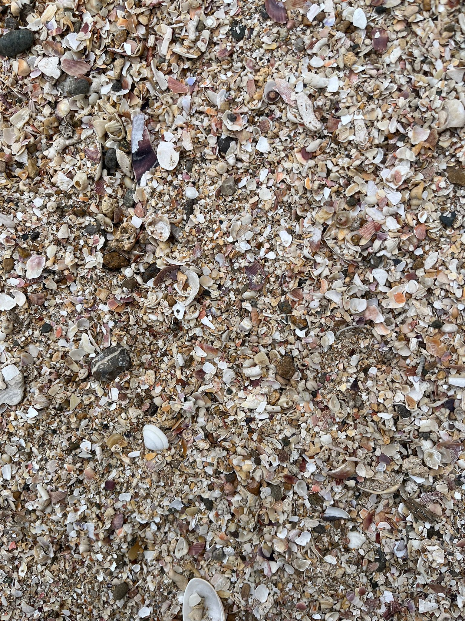 Gros plan sur du sable caillouteux brun et blanc et des fragments de coquillages au sol
