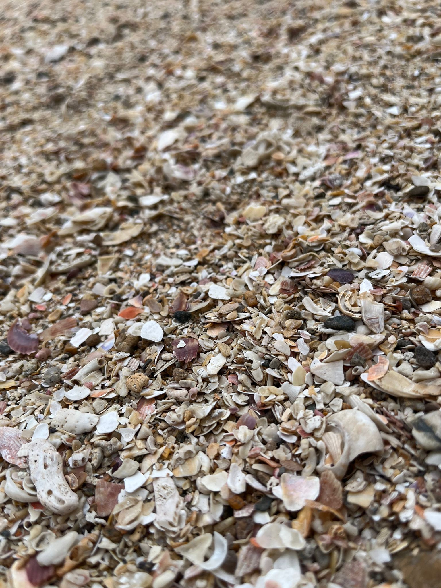 Gros plan sur du sable caillouteux brun et blanc et des fragments de coquillages au sol