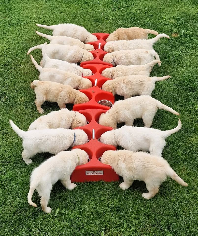 Mehrere Golden Retriever-Welpen fressen aus einer roten Schüssel im Gras. Foto von Zellweger Heini