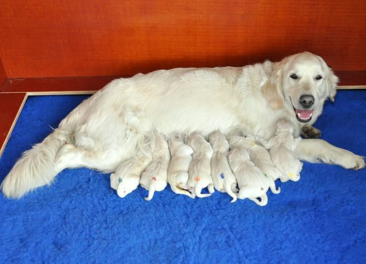 Eine Golden Retriever-Hündin liegt mit ihren Welpen auf einer blauen Decke. Foto von Zellweger Heini