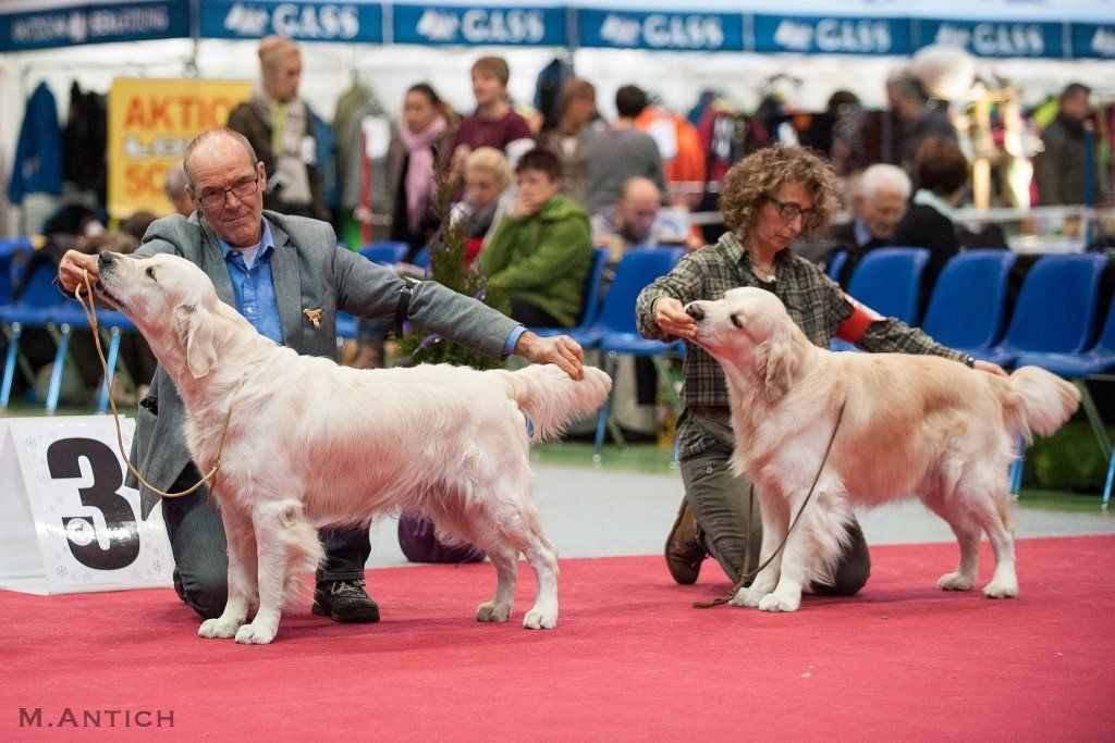 Zwei Golden Retriever bei einem Wettbewerb. Foto von