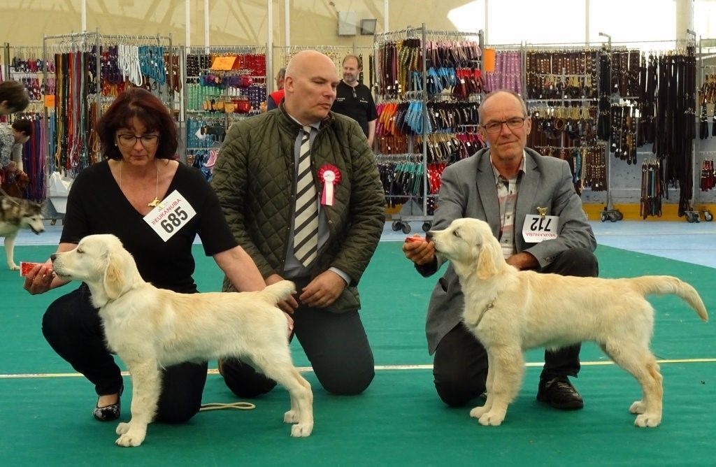 Zwei Golden Retriever bei einem Wettbewerb. Foto von Zellweger Heini