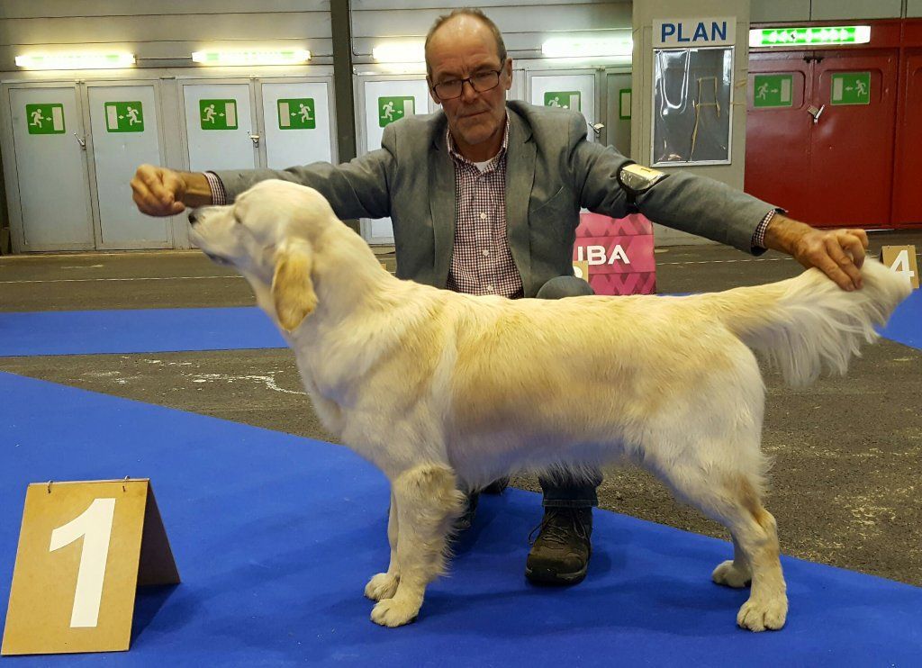 Ein Mann kniet neben einem Golden Retriever bei einem Wettbewerb. Foto von Zellweger Heini