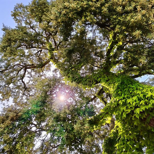 Persona caminando por un sendero arbolado en un jardín, bajo la sombra de enredaderas verdes.
