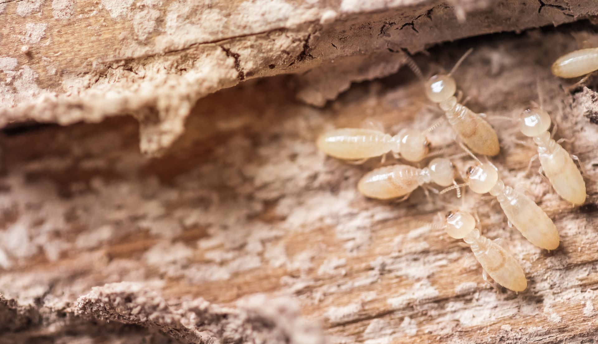 Larves de termites