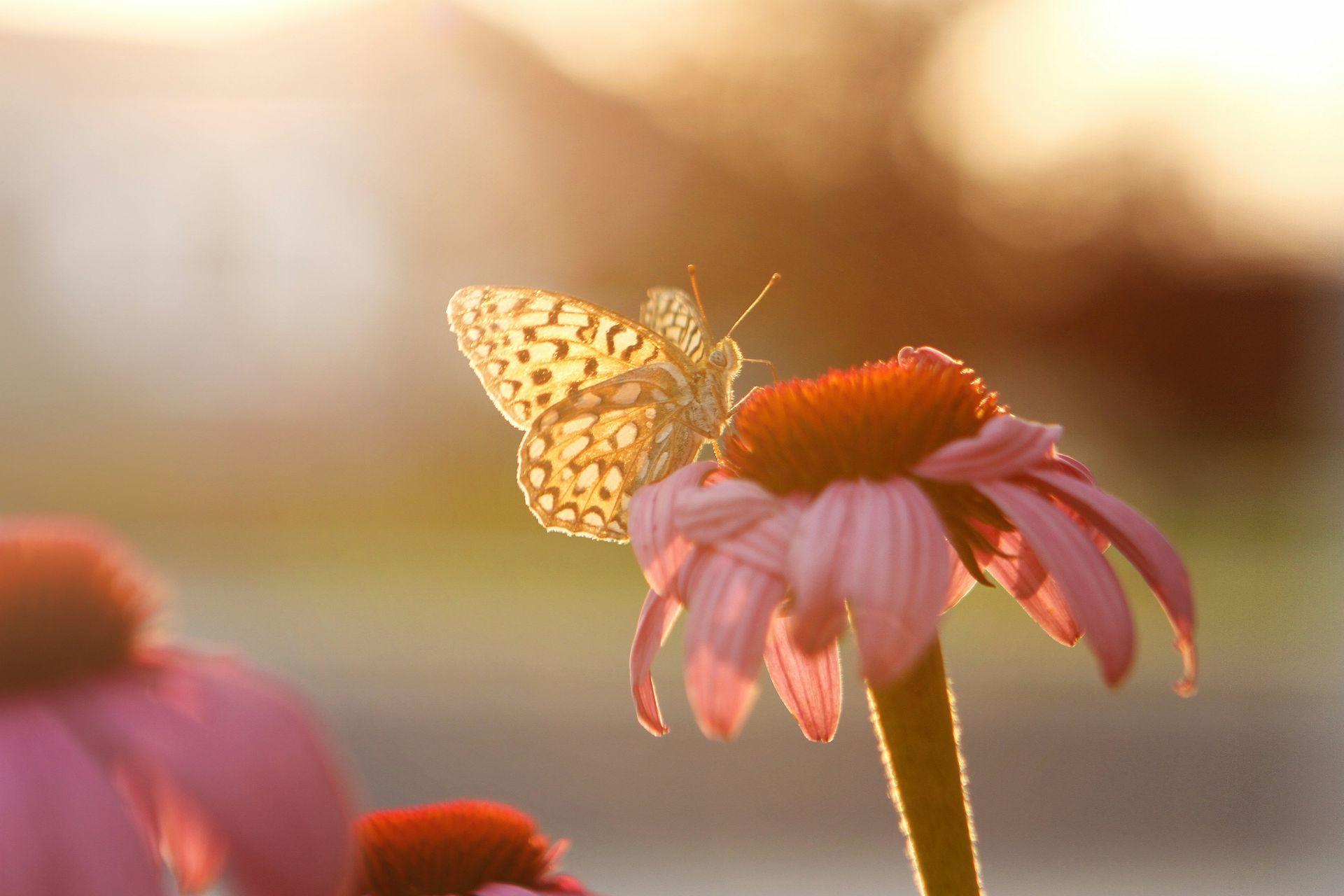 Una mariposa estampada reposa sobre una vibrante equinácea rosa, iluminada a contraluz por el cálido resplandor dorado del sol.
