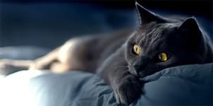 chartreux-150x300p