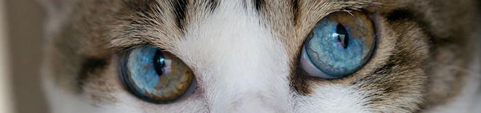 regard bleu-brun2