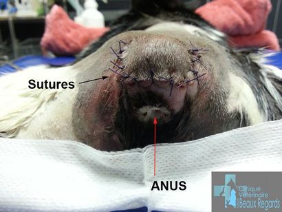 Chirurgie Generale Veterinaire