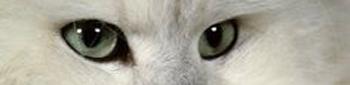persan-regard