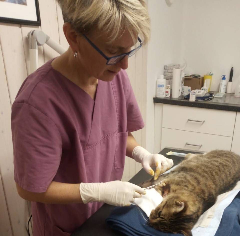 vétérinaire en exercice