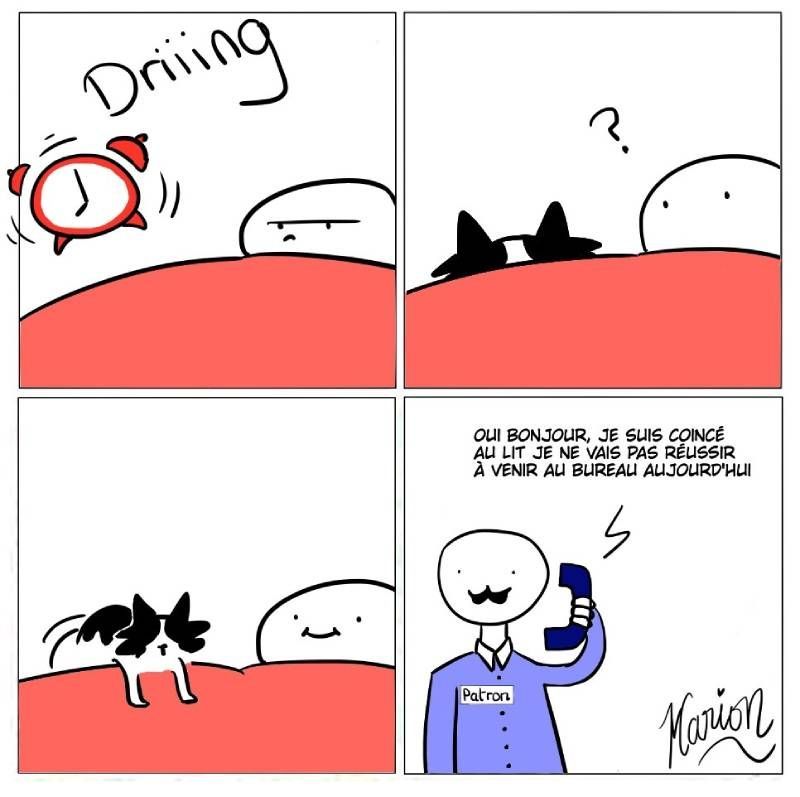 BD réveil avec chat