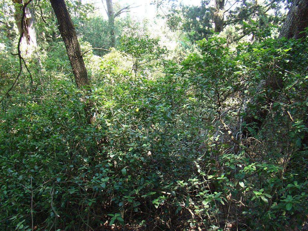 Terrain à débroussailler