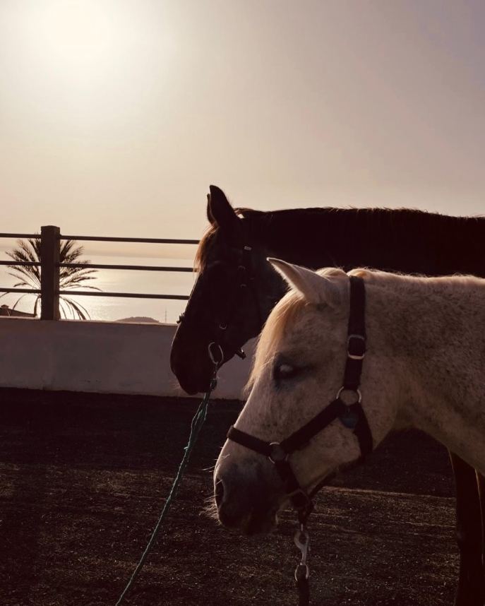 Dos caballos, uno oscuro y otro blanco, están uno al lado del otro frente a un cuerpo de agua.